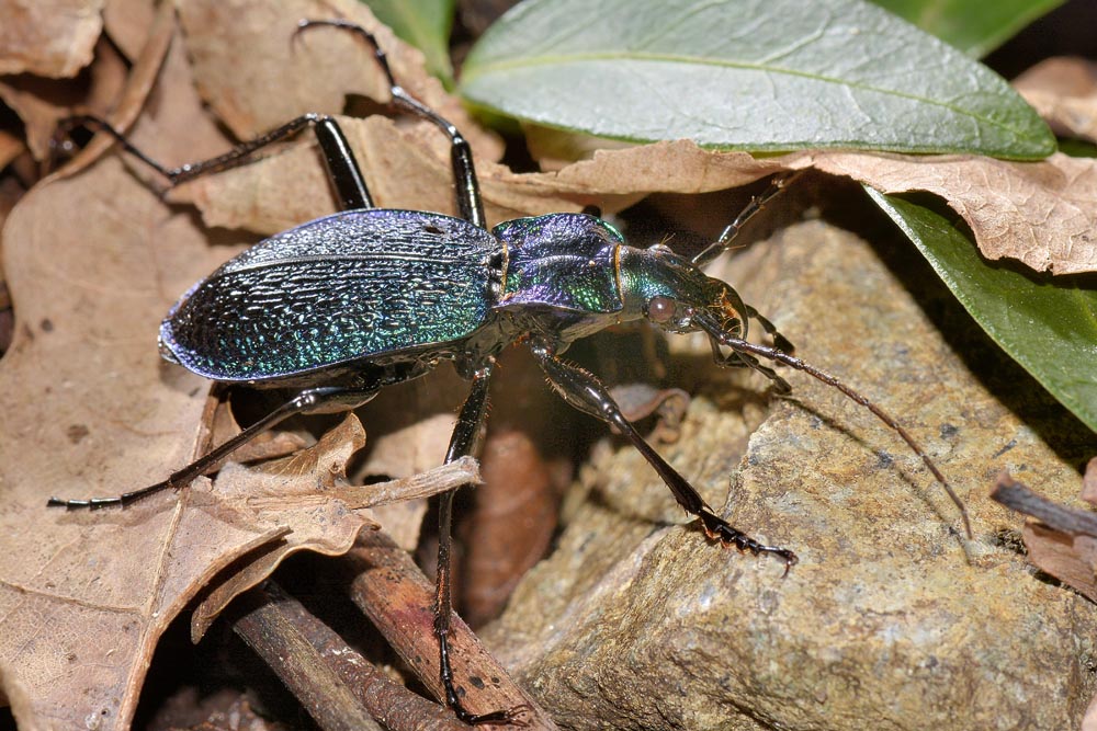 Carabus intricatus